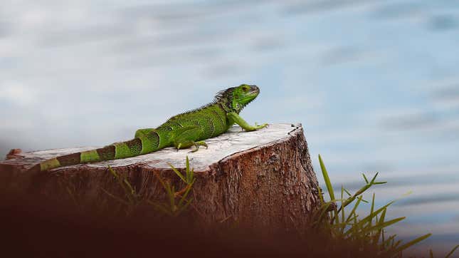 A green iguana in Pembroke Pines, Florida. 