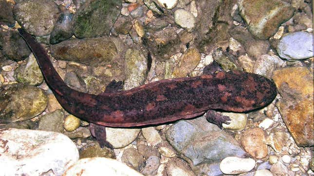 Chinese giant salamander.