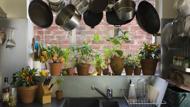 Image for article titled How to Pick a Houseplant That Will Survive in Your Kitchen