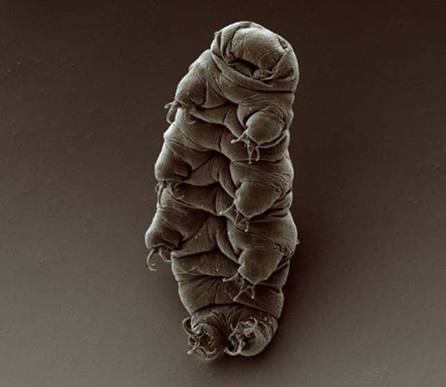 A scanning electron micrograph of a tardigrade.