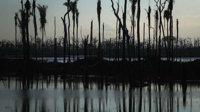 Image for article titled Big Donors Are Pulling Out of Brazil&#39;s Amazon Fund; That Could Spell Trouble for the Rainforest