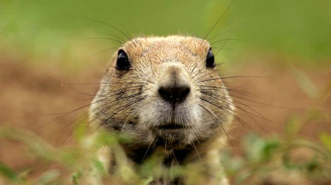 Image for article titled Plague-Infected Prairie Dogs Force Areas Near Denver to Be Closed to Public