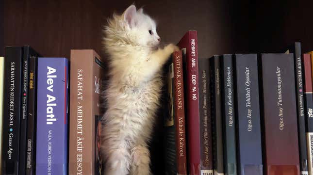 cat playing on bookshelf