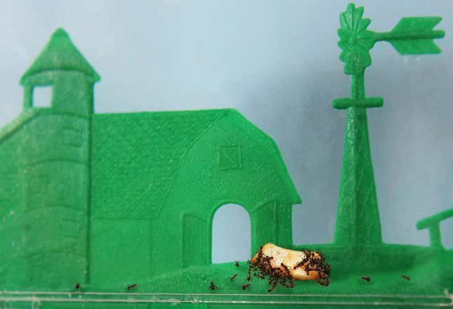 Colony members never know if their god will
reward them with his generosity or punish them with his furious wrath.