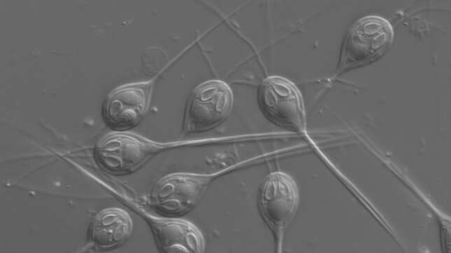 Imagen para el artículo titulado Científicos descubren el primer organismo pluricelular capaz de vivir sin oxígeno