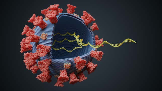 cutaway view of COVID virus with RNA inside
