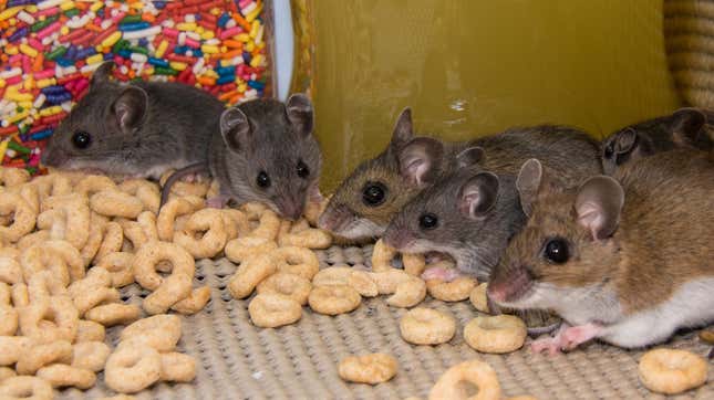 Image for article titled How to Get Rid of Mice Without Actually Killing Them