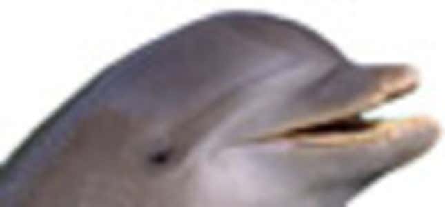 Flappy the Dolphin
