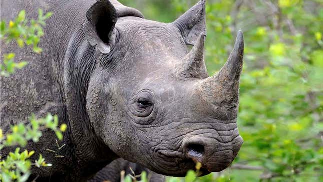 Image for article titled Endangered Rhino Just Wishes His Horn Didn’t Make People Immortal