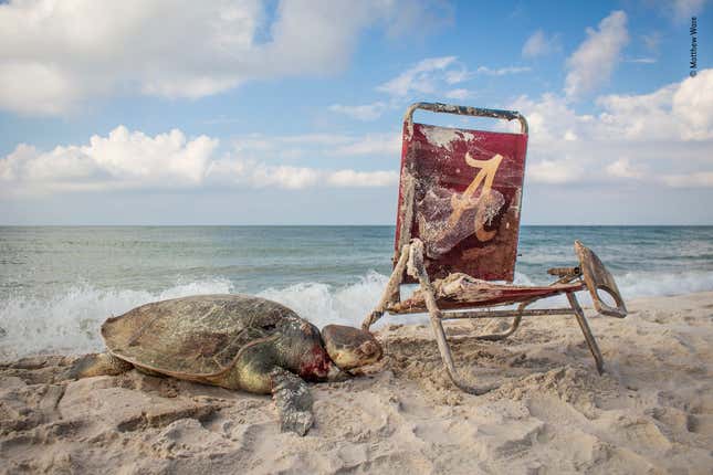 Image for article titled A year’s worth of surprising and poignant nature photos