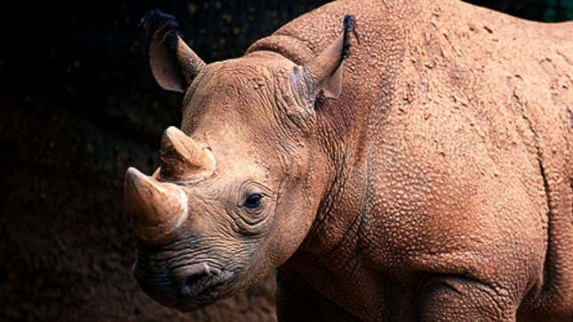 Image for article titled Southern White Rhinoceros