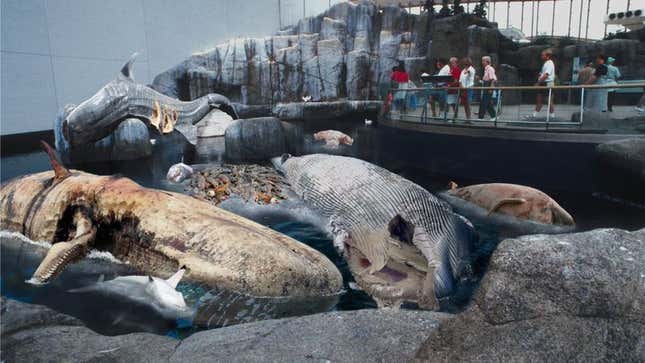 Image for article titled Aquarium Unveils &#39;Floating Carcasses Of The Pacific&#39; Exhibit