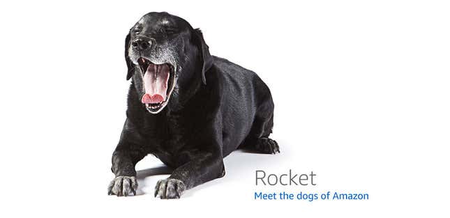 Image for article titled Amazon's Error Dogs, Ranked