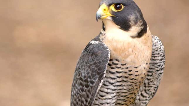 The sonofabitch, should-have-been-left-to-die-off falcon.