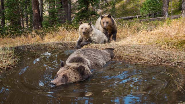 See You Chumps Later. I'll Be At The Bear Spa.