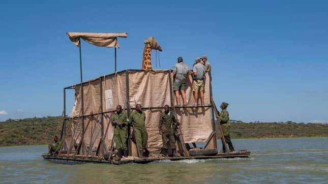 La barcaza incluye vallas altas para evitar que Asiwa se caiga. Asiwa fue sedada y se le colocó una capucha para mantener la calma durante el viaje de una milla a través del lago.