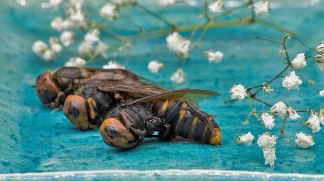 Asian giant hornet, beautifully plated
