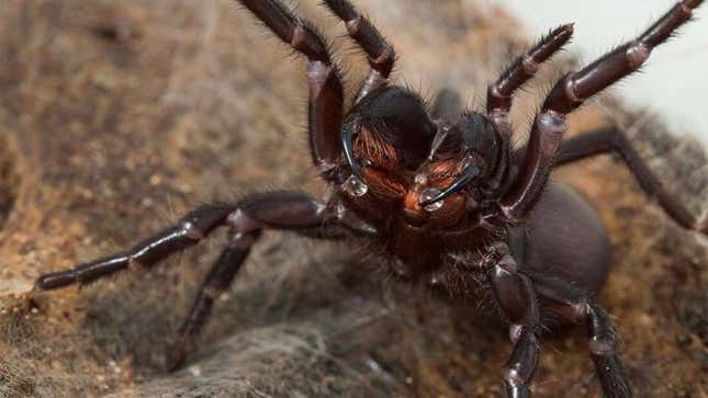 Imagen para el artículo titulado Descubren por qué esta temible araña australiana es tan mortal para los humanos