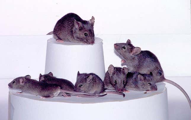 Generations of laboratory mice like these recently became host to microscopic robot swarms.