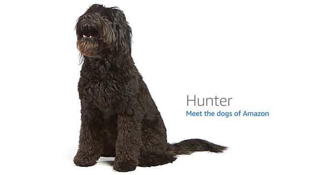 Image for article titled Amazon's Error Dogs, Ranked