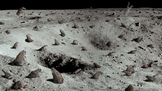 Image for article titled Moon Now Overrun With Cane Toads After Species Accidentally Introduced Into Environment During Apollo 17 Mission