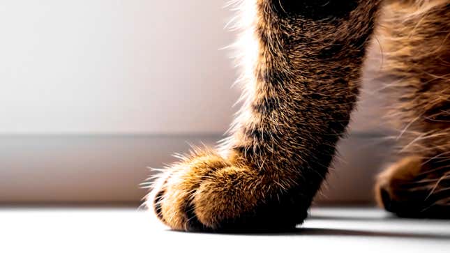 The fur on a cat's paw stands on end