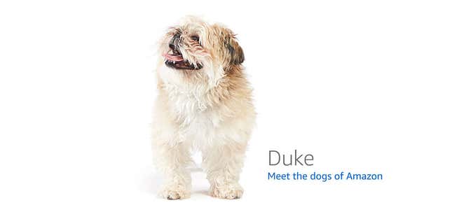 Image for article titled Amazon's Error Dogs, Ranked