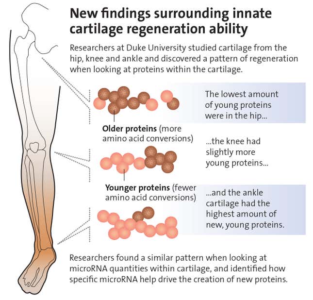 Image for article titled Humans Have a ‘Salamander-Like’ Ability to Regenerate Damaged Body Parts, Study Finds