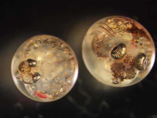 Embryo from a non-pollutant-resistant (left) versus pollutant-resistant (right) population, after exposure to pollution. The embryo on the right is faring better.
