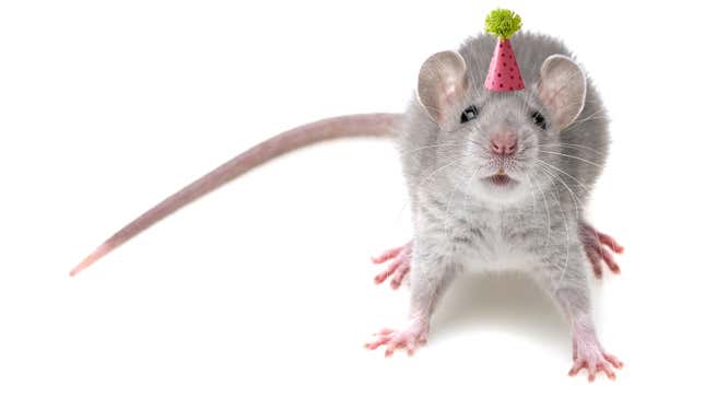 Imagen para el artículo titulado El MDMA logra que los ratones más viejos comiencen a socializar como adolescentes