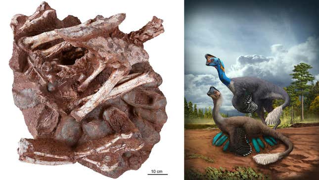 Left: The new fossil preserving an adult oviraptorid dinosaur with eggs containing embryos. Right: Artist’s interpretation of a nesting oviraptorid.