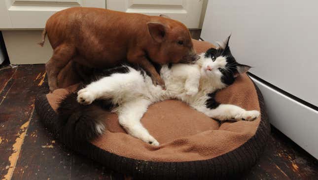 Image for article titled 8 Unlikely Animal Friendships