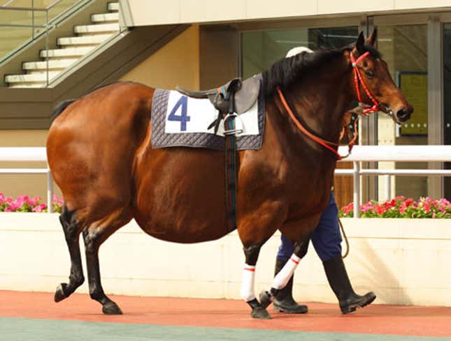 Image for article titled Racehorse Shows Up For Season 450 Pounds Overweight