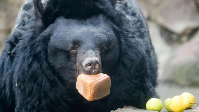 Image for article titled This is your periodic reminder not to get close to hungry bears