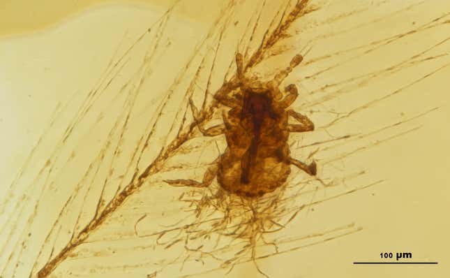 Mesophthirus engeli feeding on dinosaur feathers in mid-Cretaceous amber.