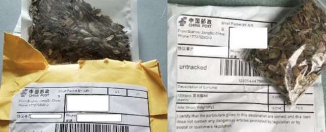 Imagen para el artículo titulado Alguien ha plantado las misteriosas semillas que están llegando a los hogares de EE.UU.