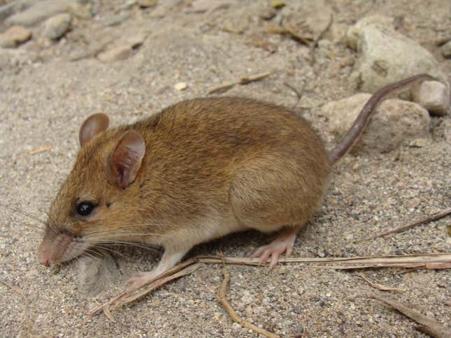 The island mouse of Mt. Pinatubo, once feared extinct but recently discovered to be thriving.