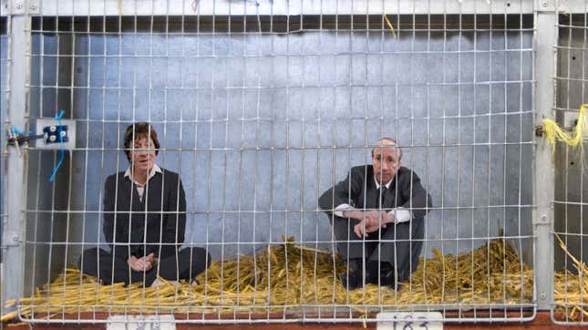 A mated pair of centrist GOP politicians in captivity.
