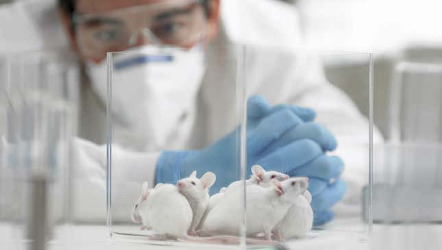 Image for article titled The Case For And Against Animal Testing