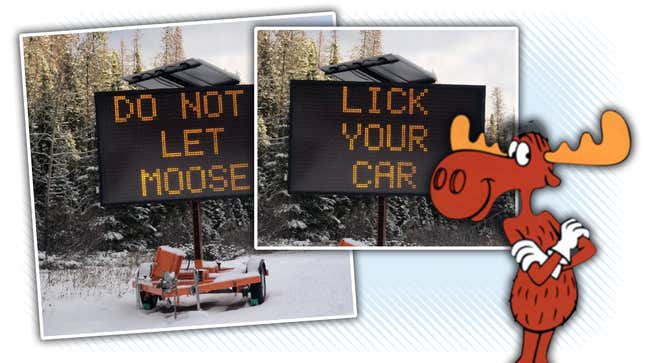 Image for article titled This Is Why You&#39;re Not Supposed To Let Moose Lick Your Car