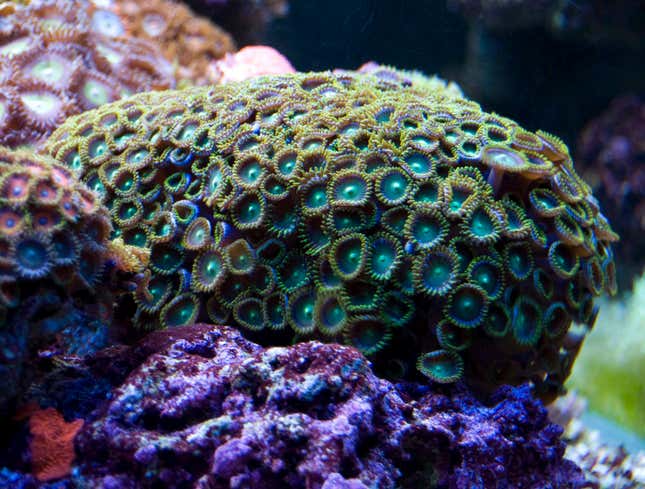 Image for article titled Asexually Reproduced Sea Sponge Worried She’s Turning Into Herself