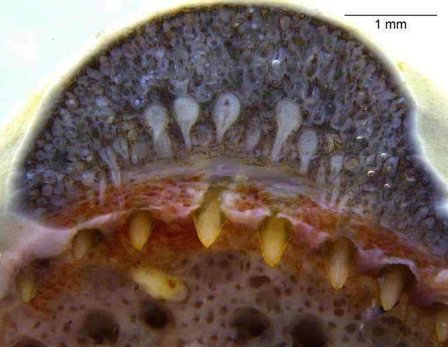 La boca de una cecilia anillada, Siphonops annulatus, que revela sus glándulas dentales en forma de serpiente.