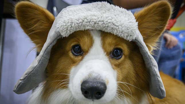 Image for article titled Here's What We Know So Far About Whether Pets Can Get COVID-19