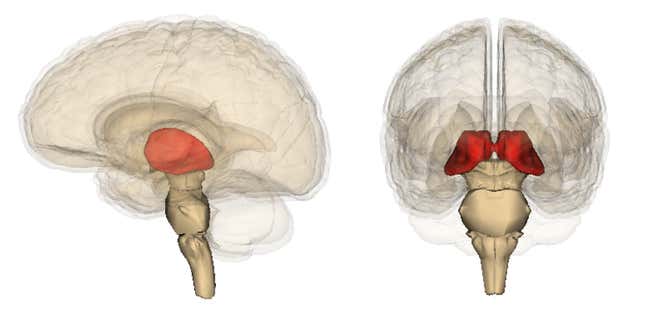 Imagen para el artículo titulado Los monos anestesiados se despiertan al instante cuando los investigadores estimulan la región cerebral vinculada a la conciencia