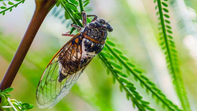 Image for article titled How to Protect Your Plants From the Cicada Horde Without Using Chemicals