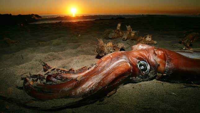 Image for article titled Newly Sequenced Giant Squid Genome Raises as Many Questions as It Answers