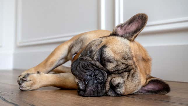 Image for article titled How To Deal With Common Dog Behavior Problems