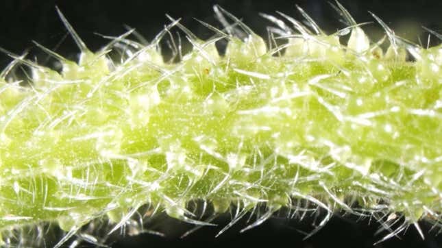 Hair-like structures on a stem of Dendrocnide excelsa.