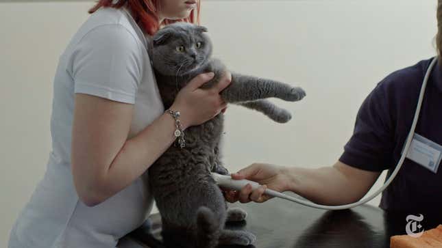 Image for article titled This Doc About a Man and His Cats Is as Moving as It Is Absurd