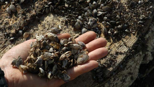 A man holding a handful of Zebra mussels found near Lake Ontario in Canada